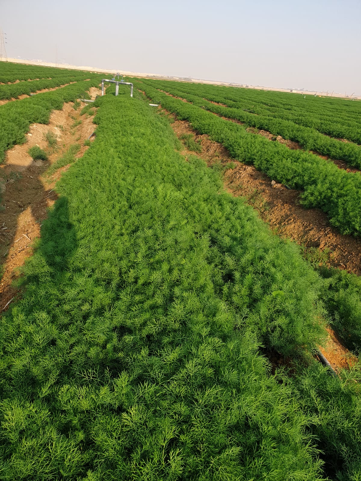 showing our real work